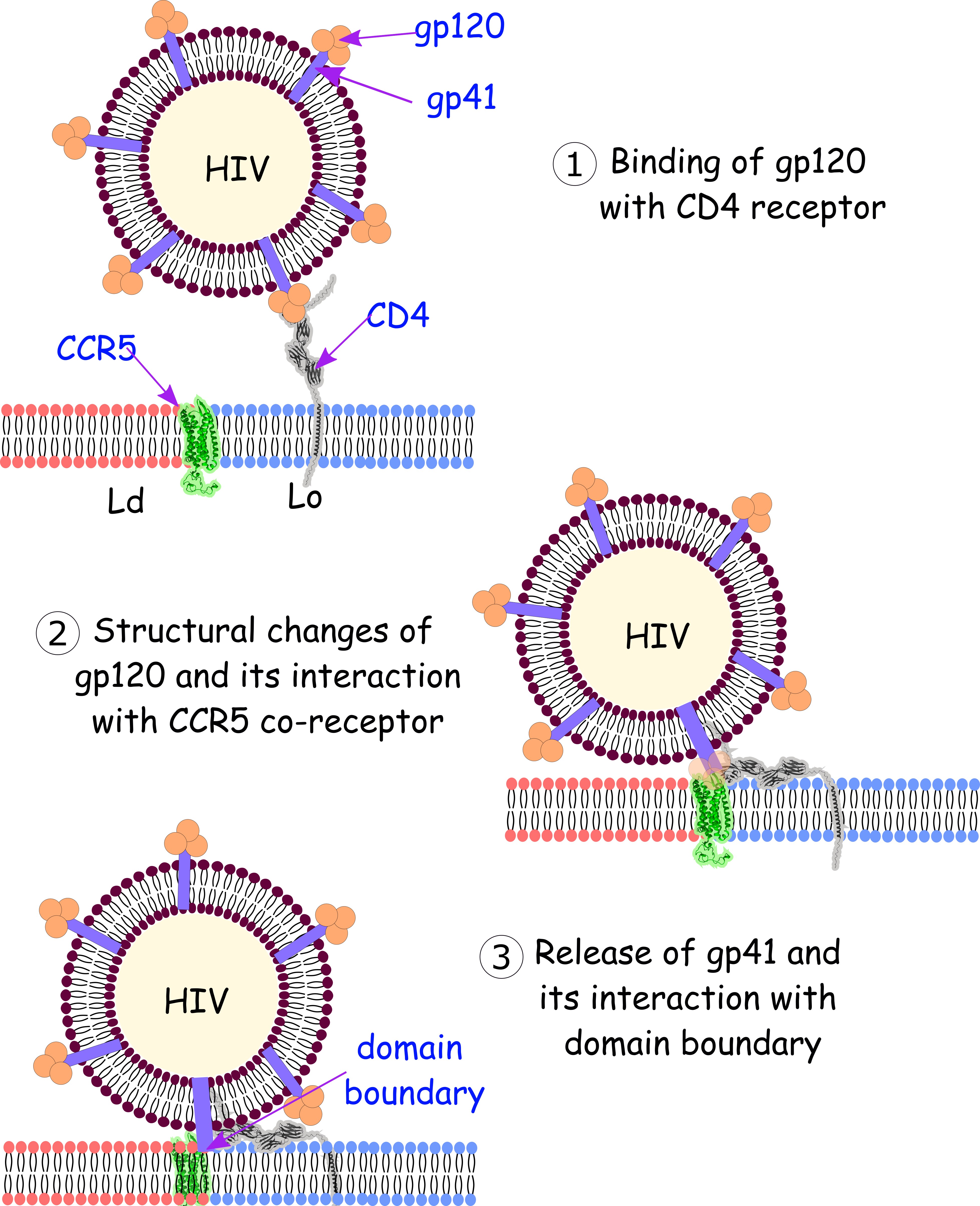 CCR5 Spatial Organization